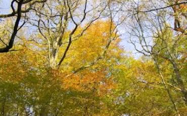 Balade détente gratuite au Bois du Prince - 02/06/2024.