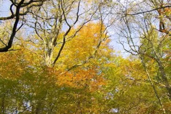 Balade détente gratuite au Bois du Prince - 02/06/2024.